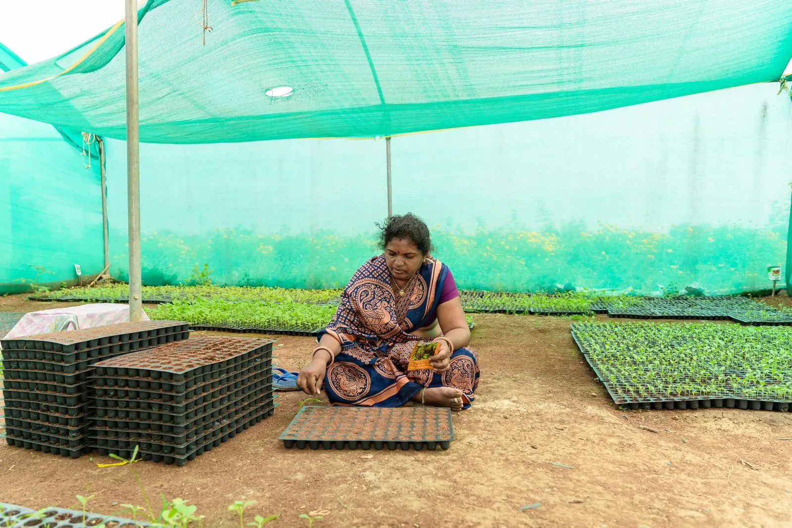 Hands planting a young sapling in the soil